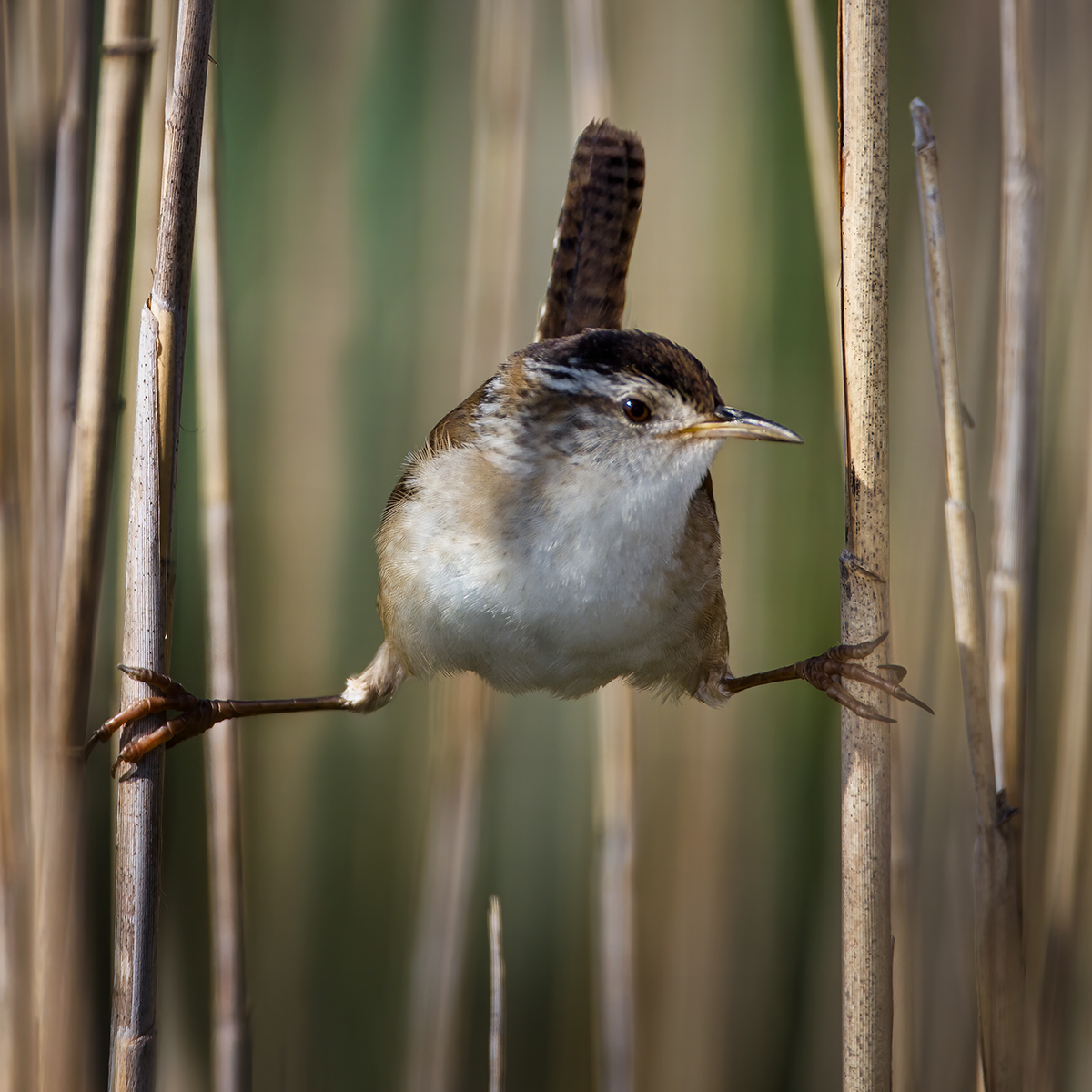 Marsh Wren.jpg