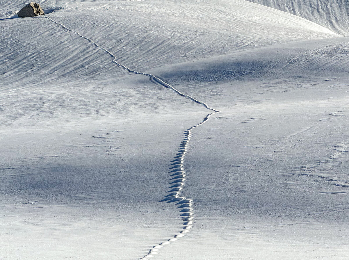 Marten tracks.jpg
