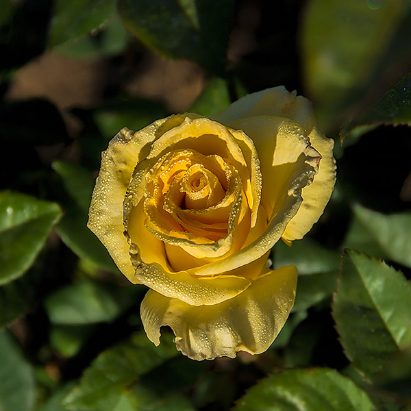 May_DSC9420_dw 600 pix.jpg