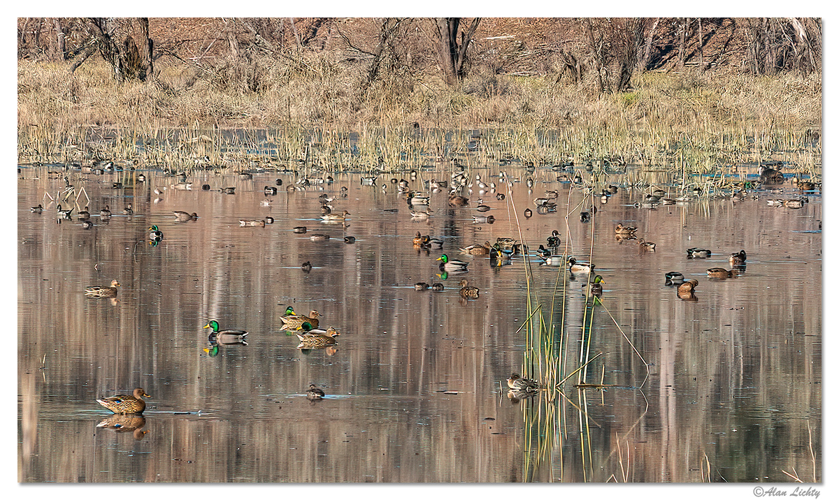 McCartyMallards.jpg