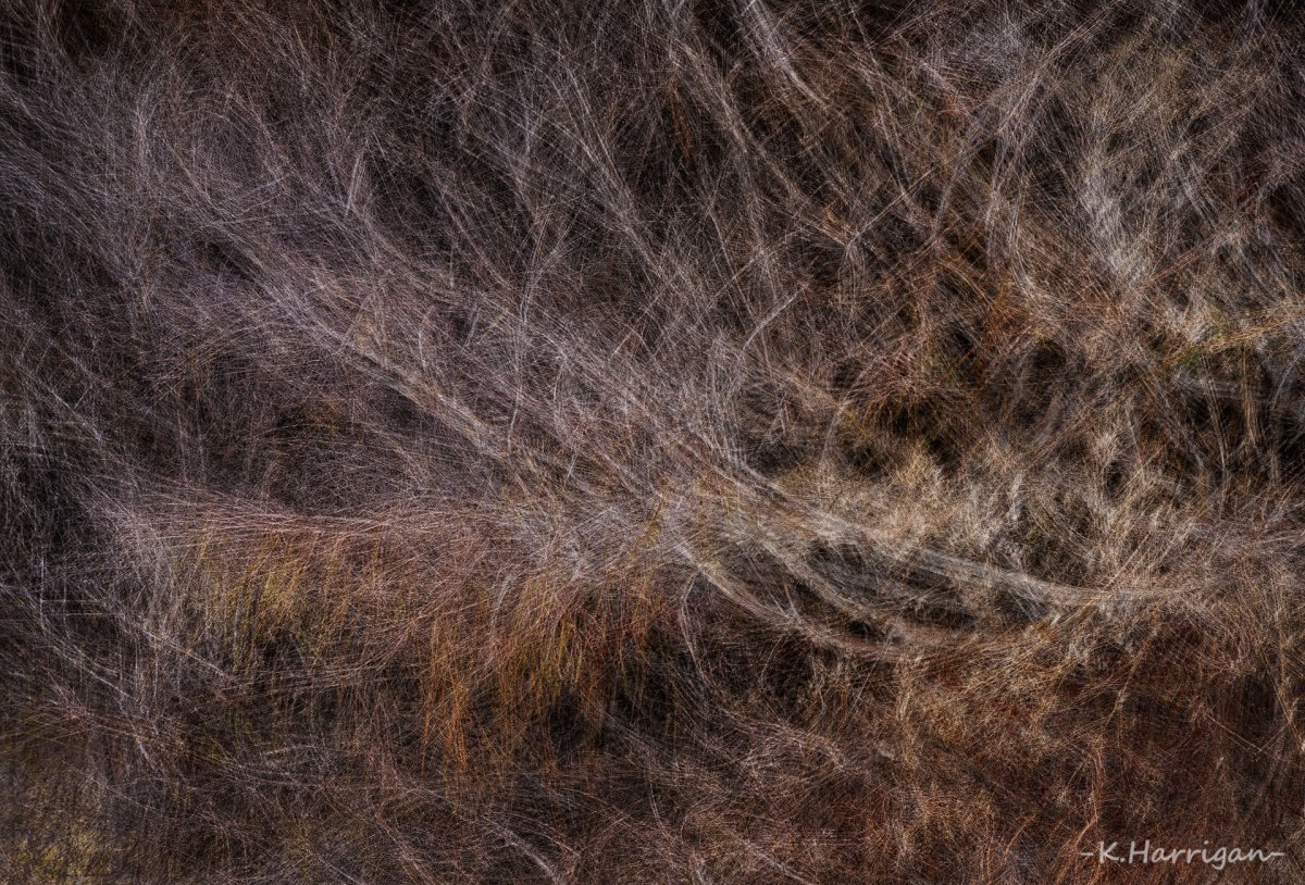 Meadow 3.jpg
