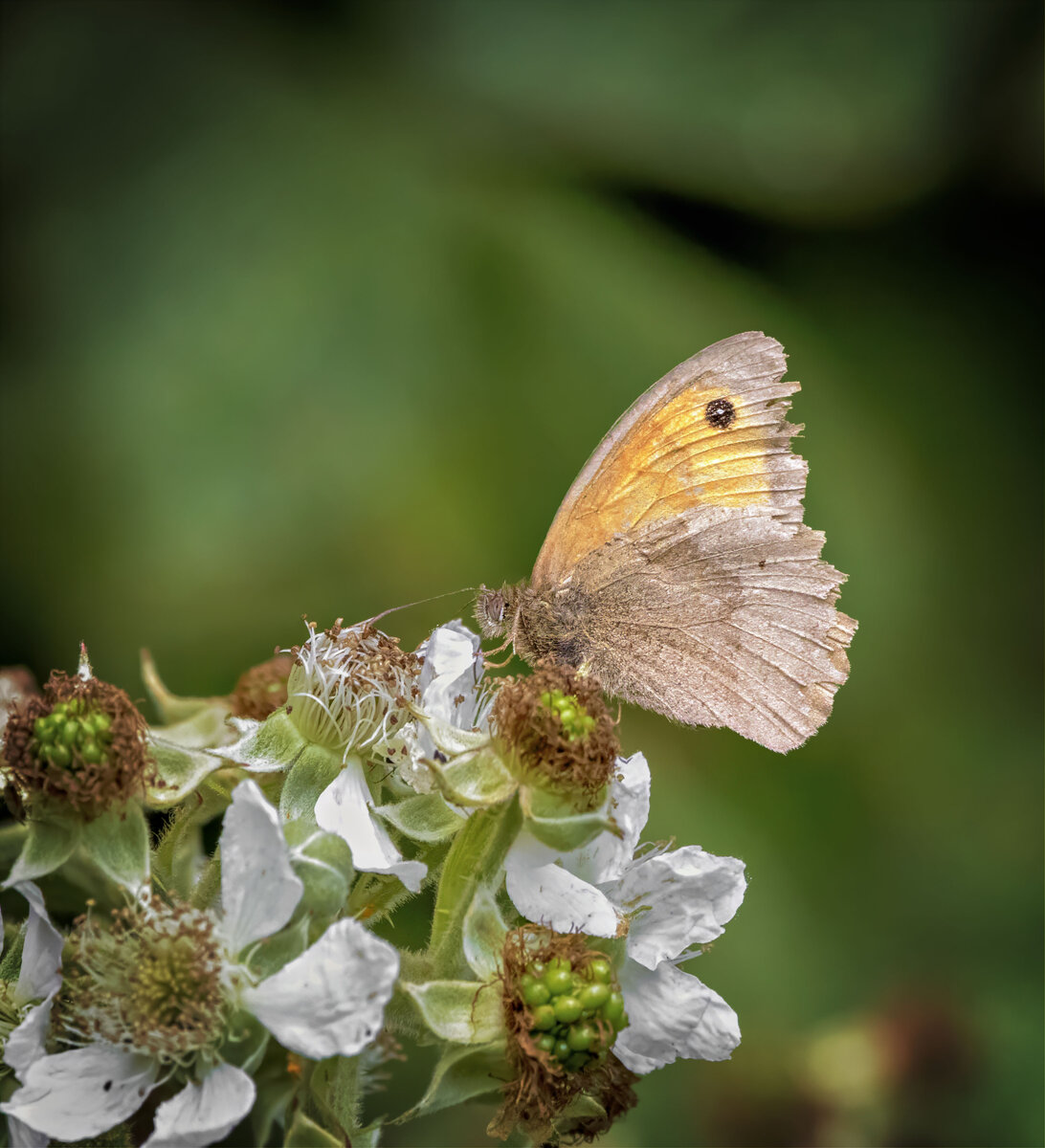 Meadow Brown2.jpeg