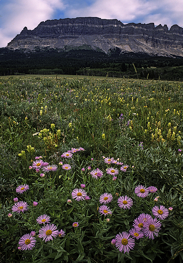 Meadow near West Glacier, Glacier National Park, MT II.jpg
