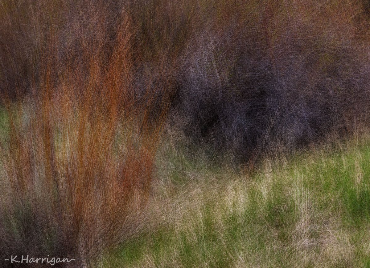 Meadow1.jpg