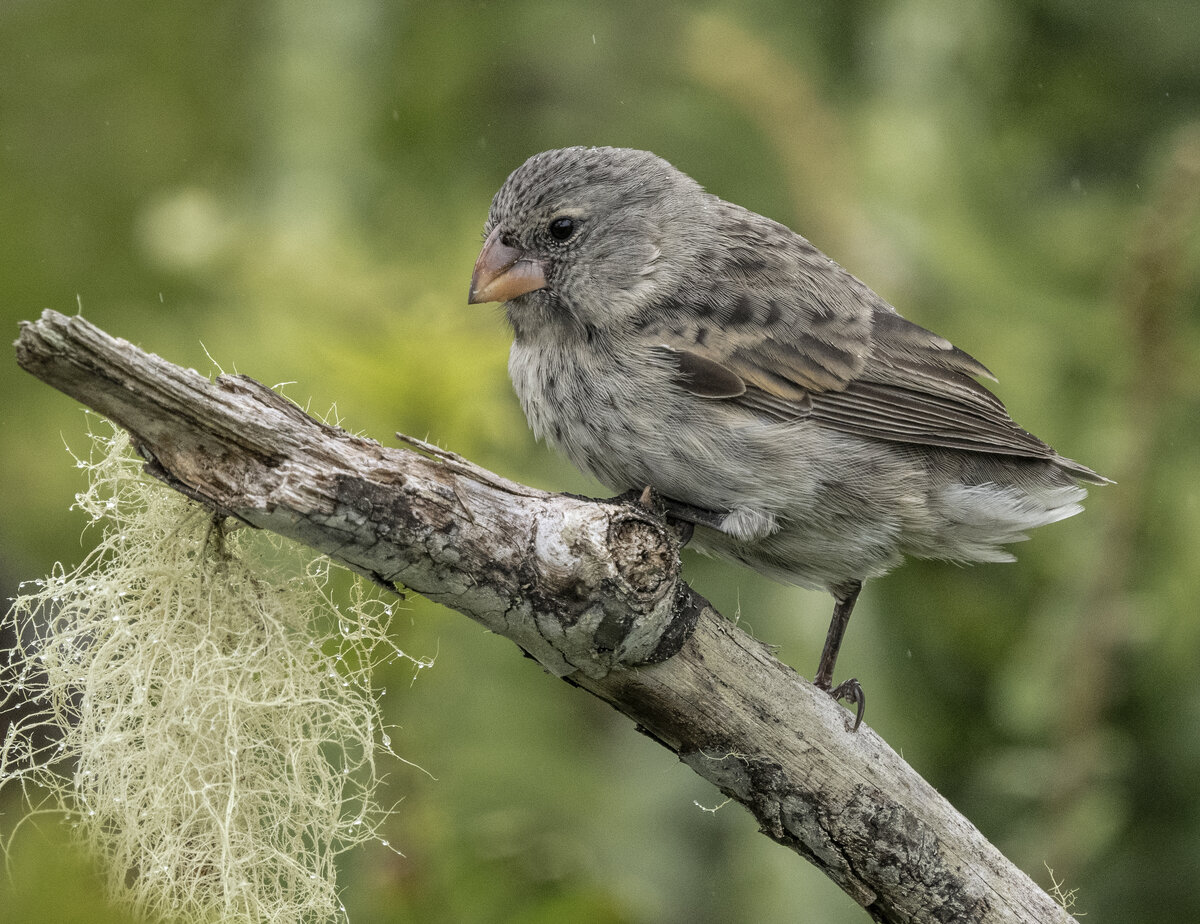 Medium Ground Finch PA181371.jpg