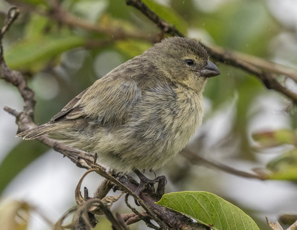 Medium Tree Finch PA181357.jpg