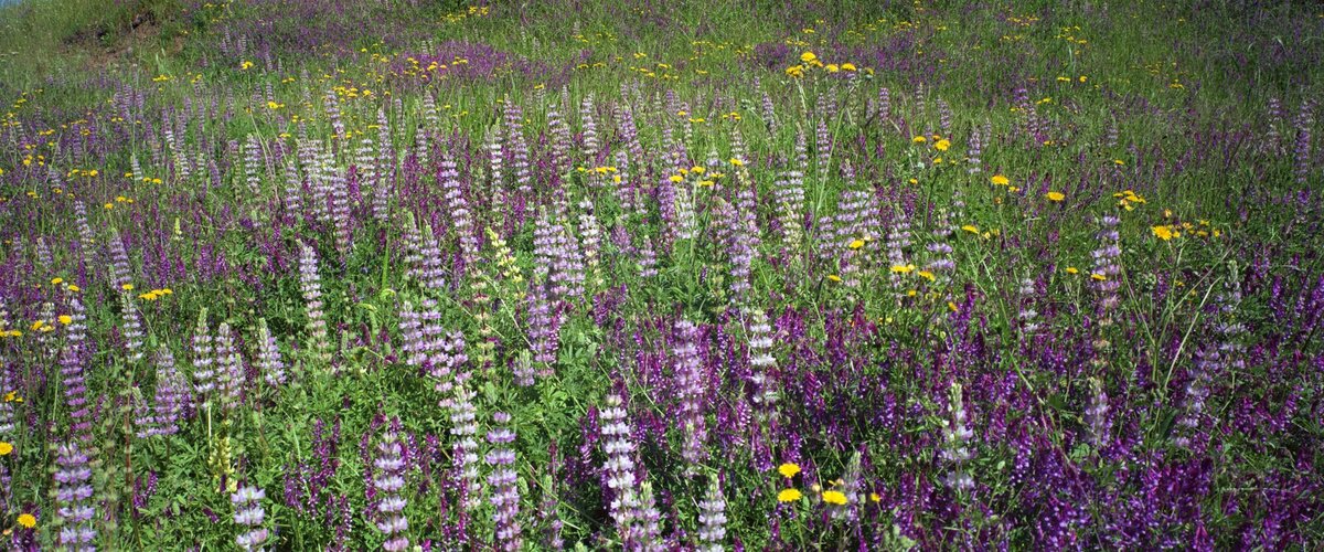 MetcalfFowers_190503_003w.jpg