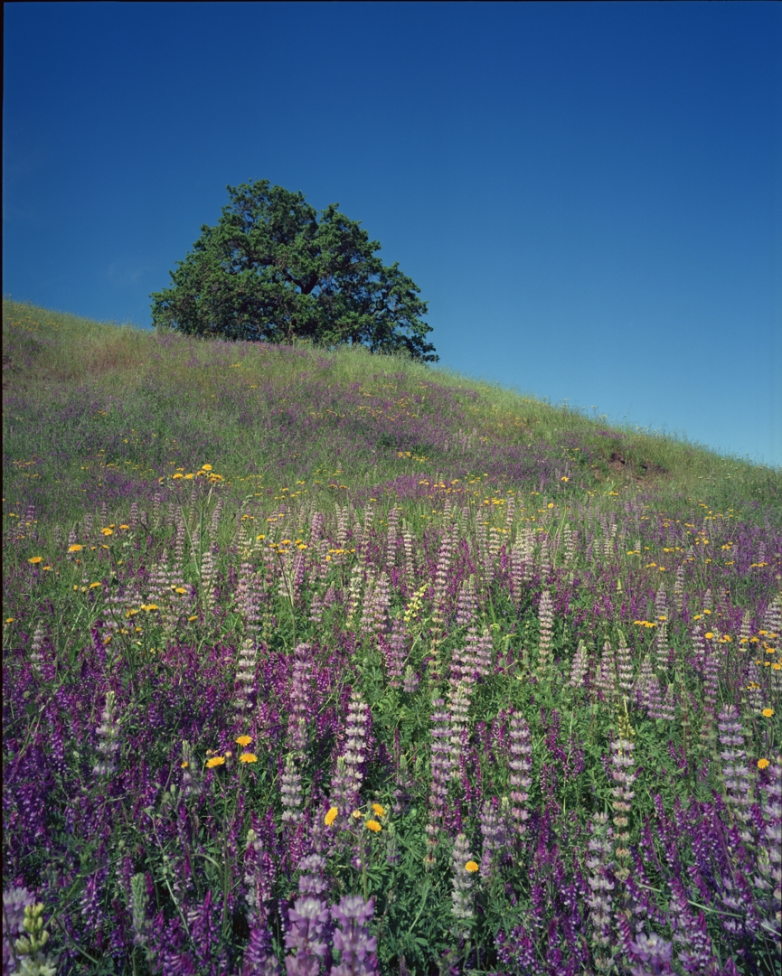 MetcalfFowers_190503_008w.jpg