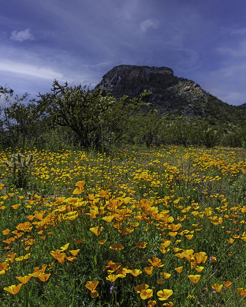 Mexican Gold Poppies II.jpg