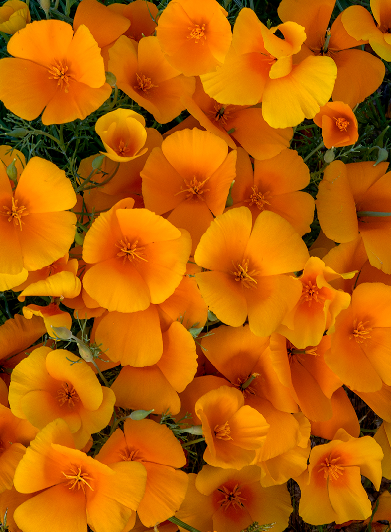 Mexican Gold Poppies.jpg