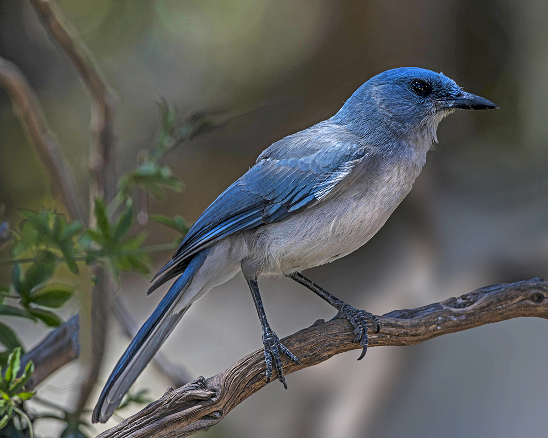 Mexican Jay.jpg