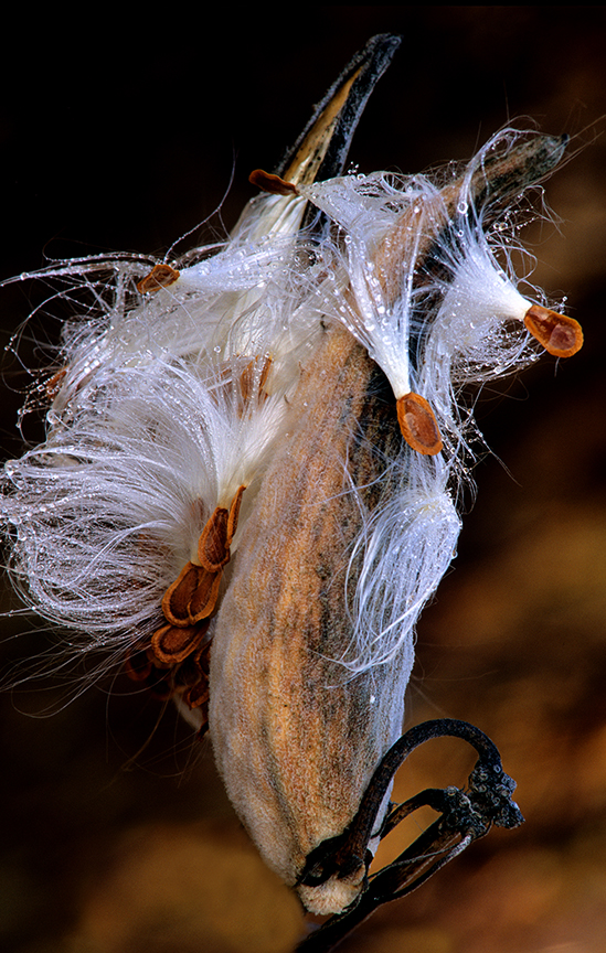 milkweed pod.jpg