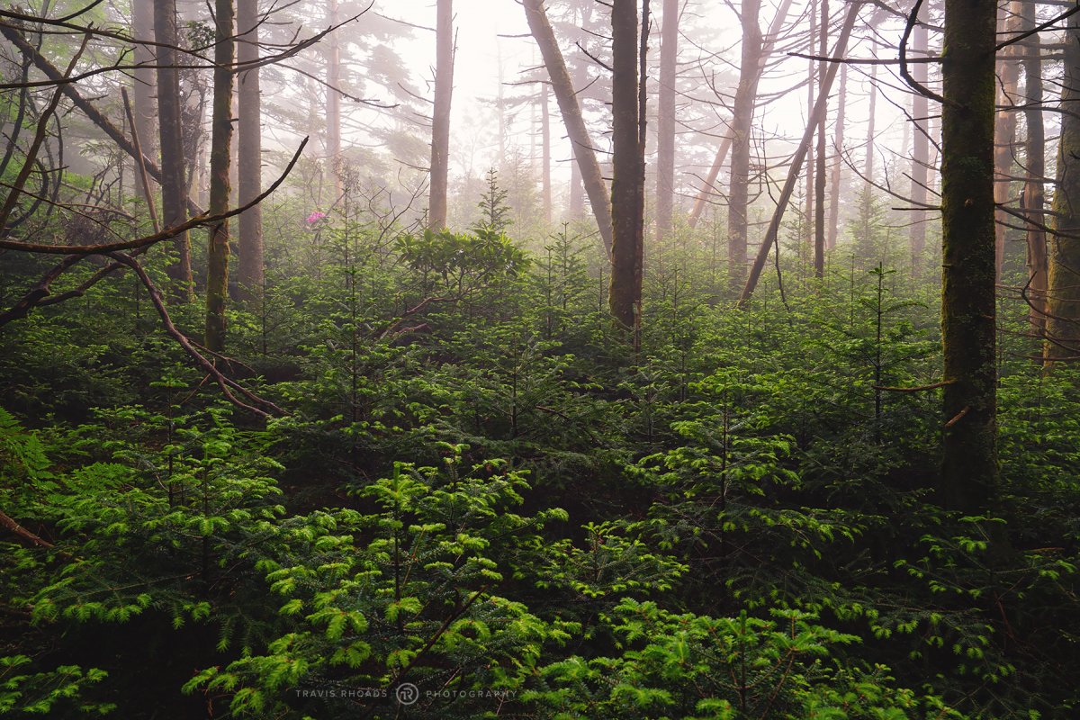 MissTheBlooForTheForest.jpg