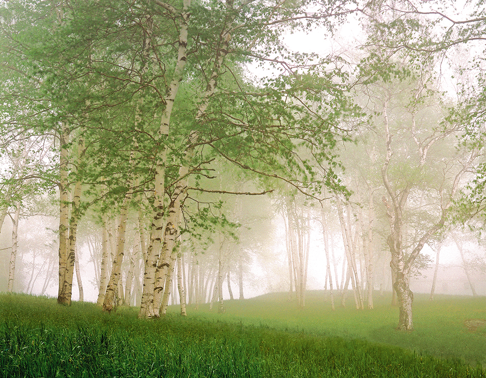Misty Birches- VT-5792.JPG