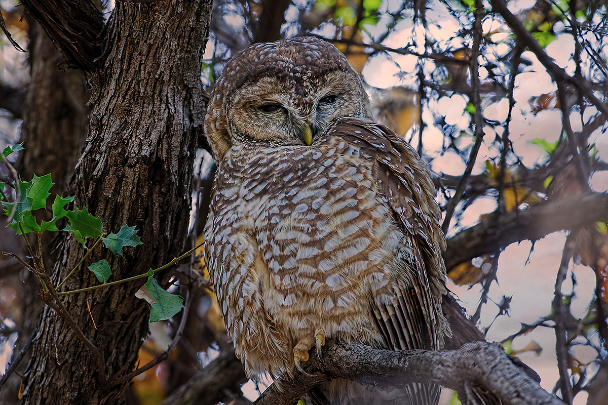 Mixican spotted owl.jpg