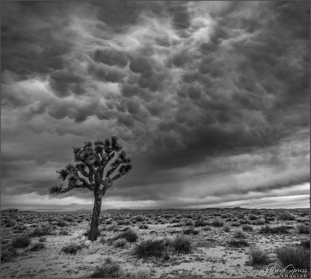 mojavejoshua2-2.jpg