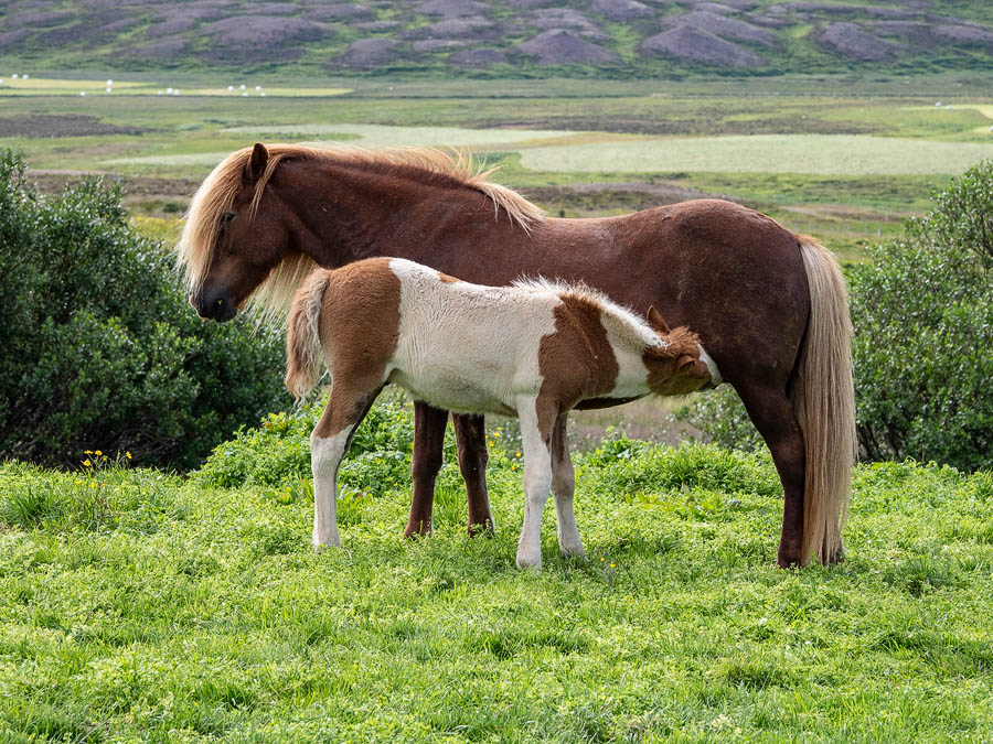 Mom and little one.jpg