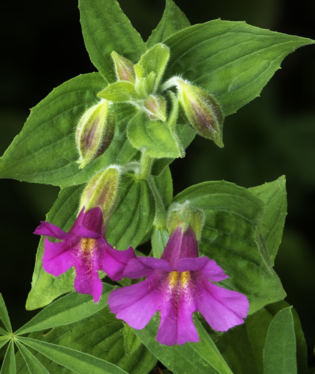 Monkey Flower.jpg