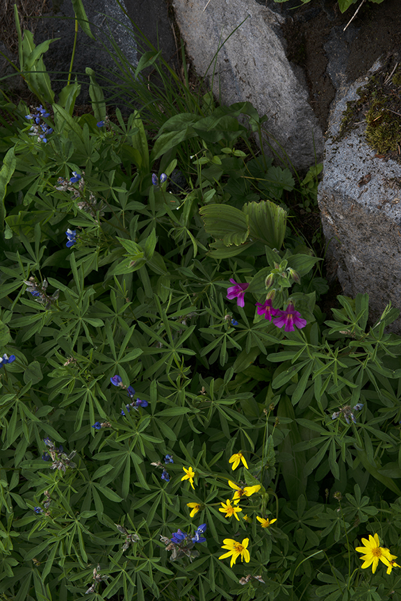Monkey flower original.jpg