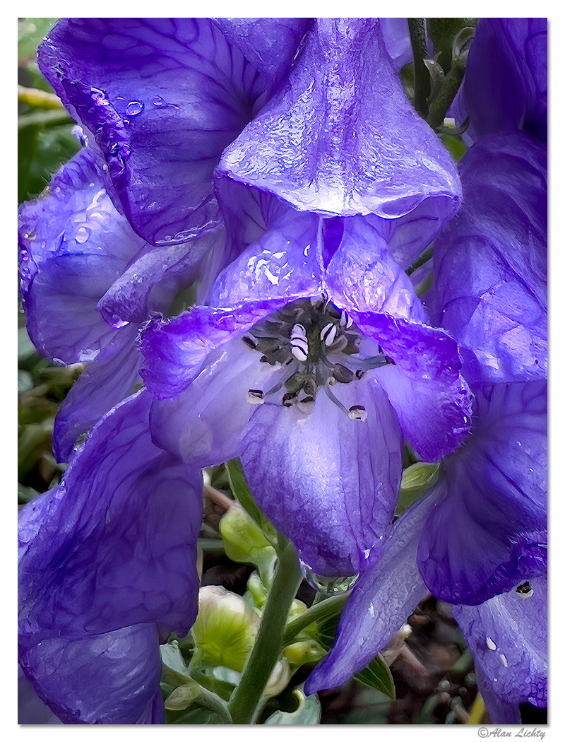 MonksHood.jpg