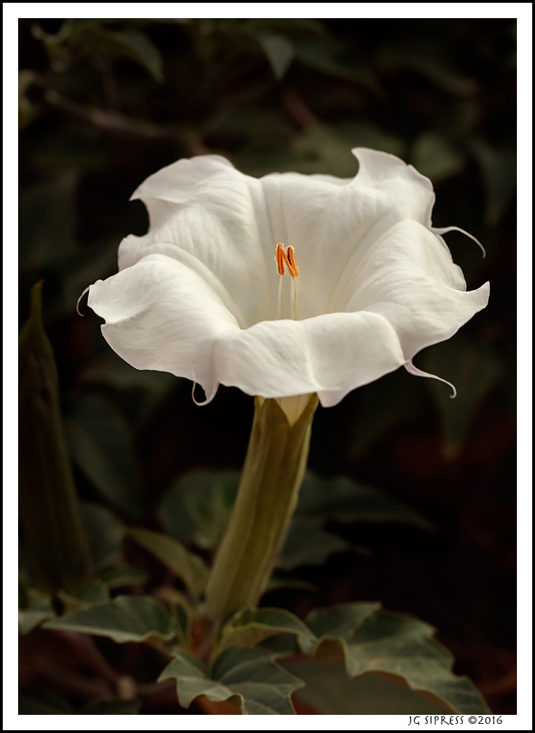 moonflower1.jpg
