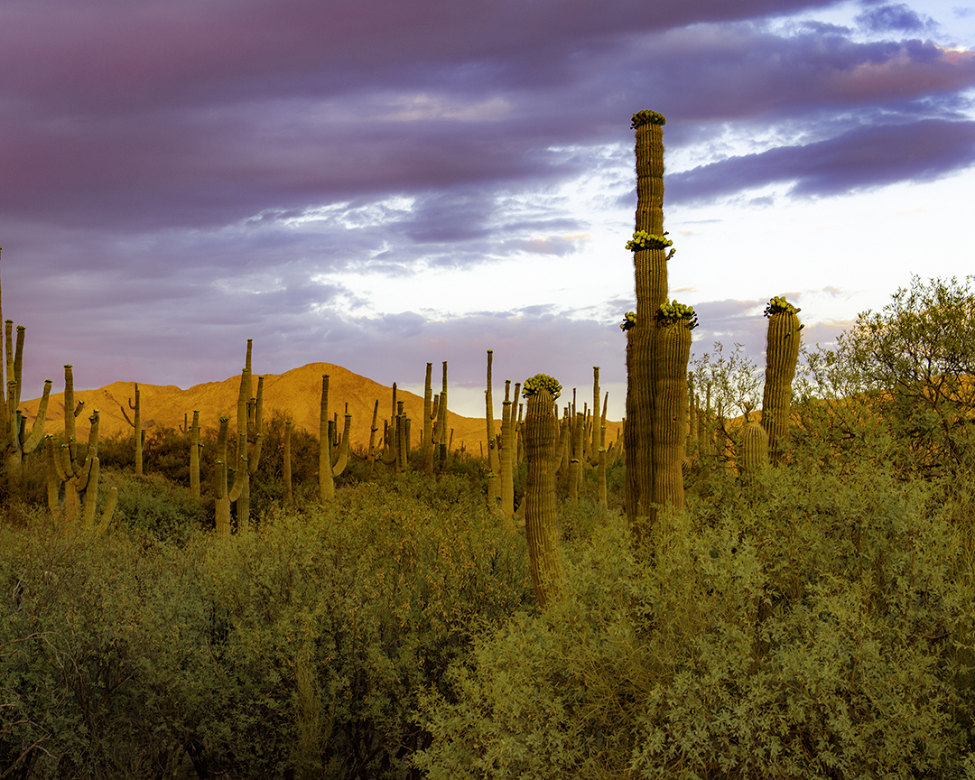 Moore's Gulch Sunset.jpg