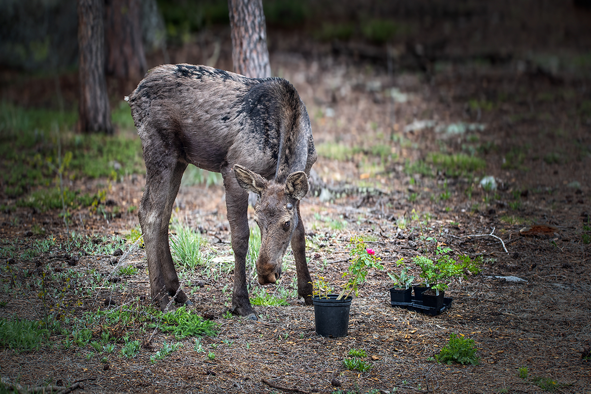 Moose-and-Rose.jpg