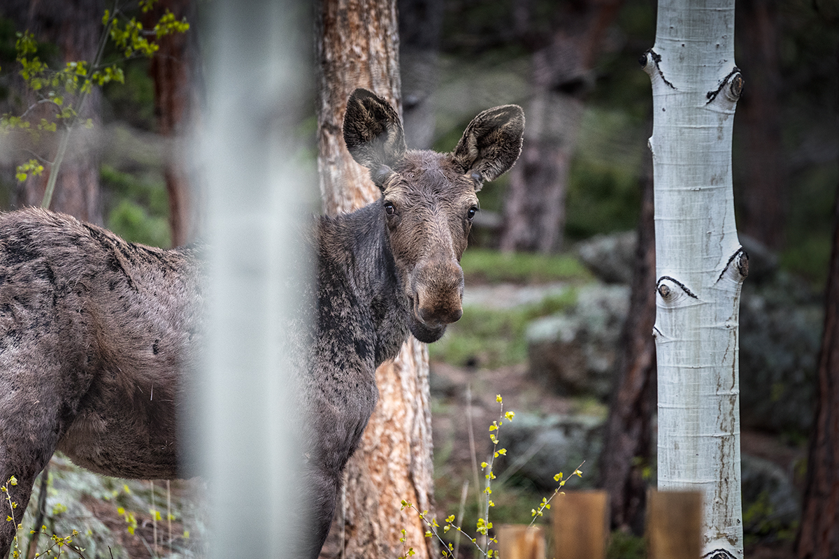 Moose-in-Aspen.jpg