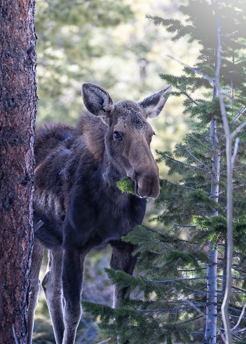 Moose1.jpg