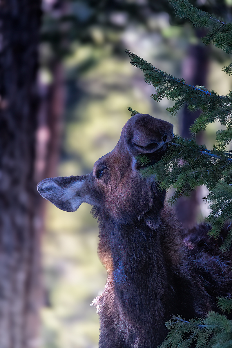 Moose3-Edit.jpg