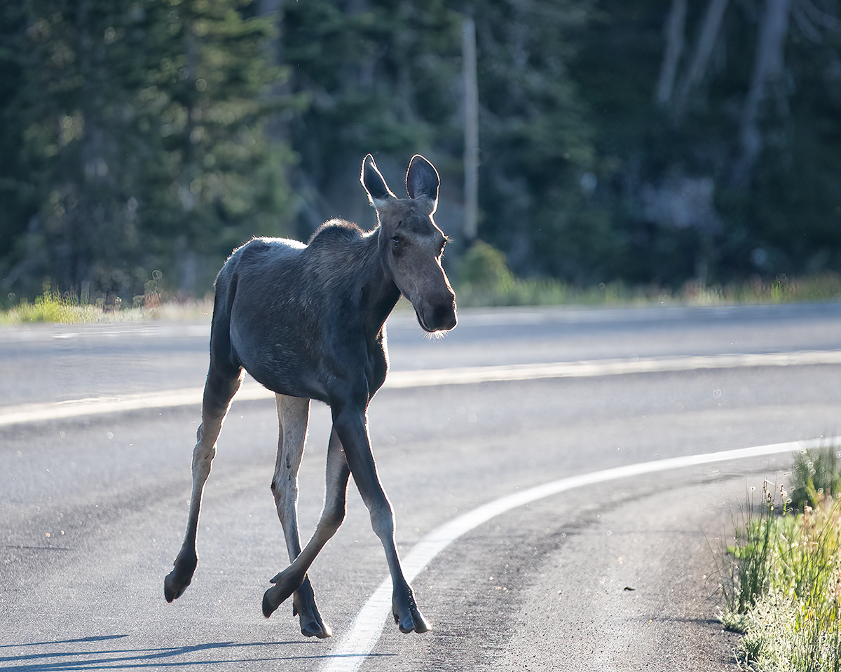 MooseMedBows.jpg