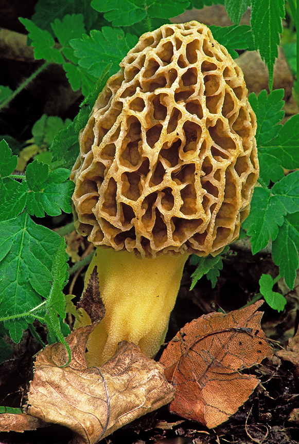 Morel Mushroom.jpg