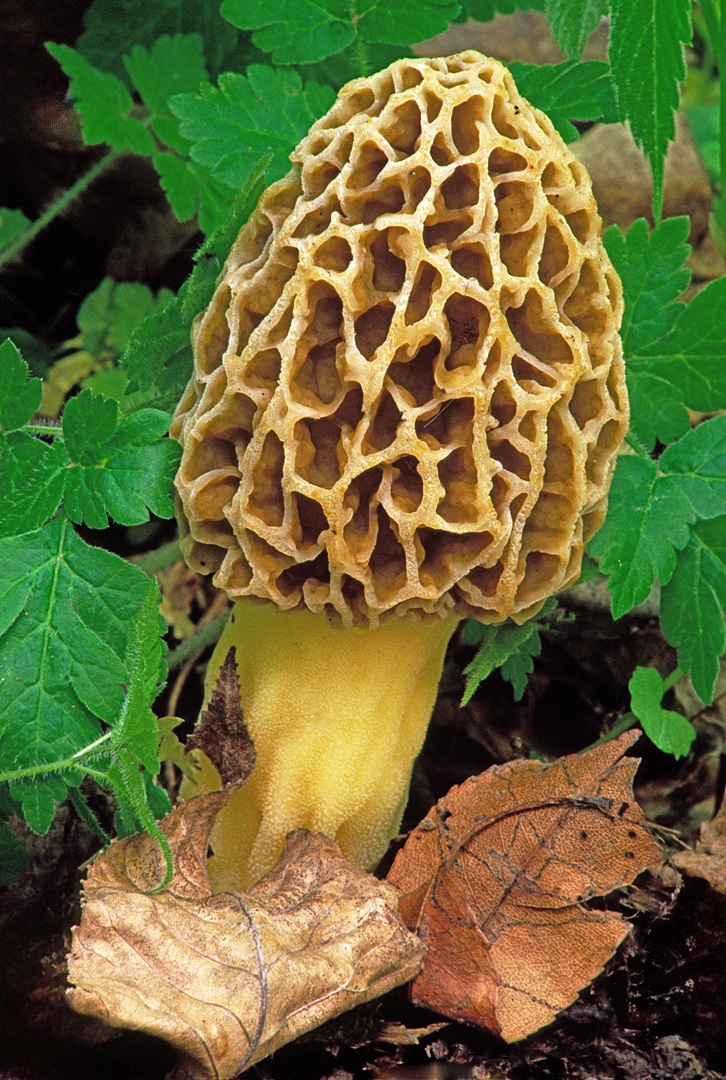 Morel Mushroom MPSP.jpg