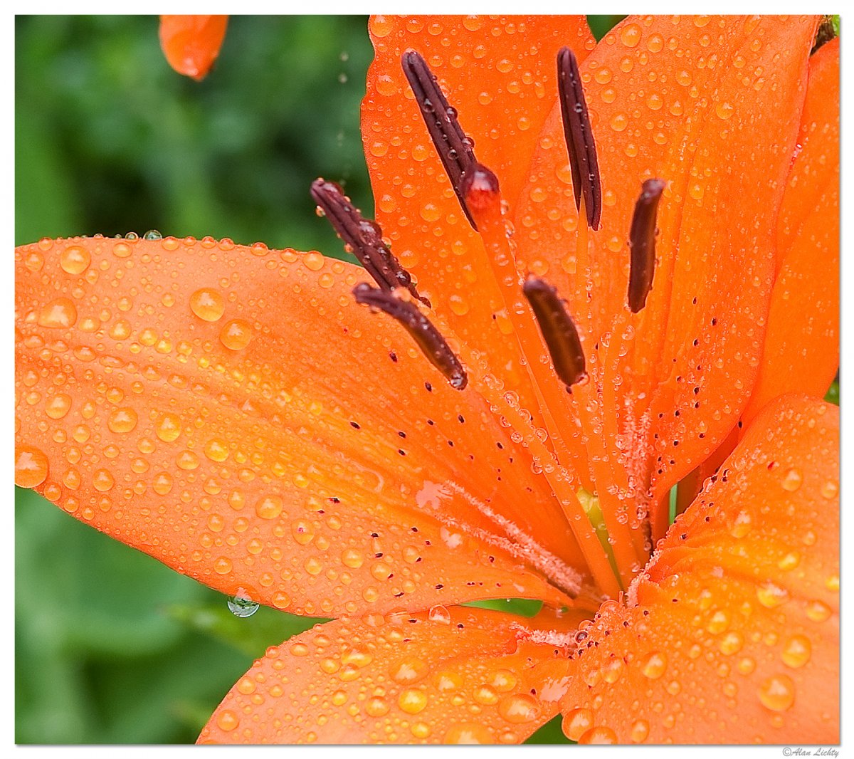 Morning Rain.jpg