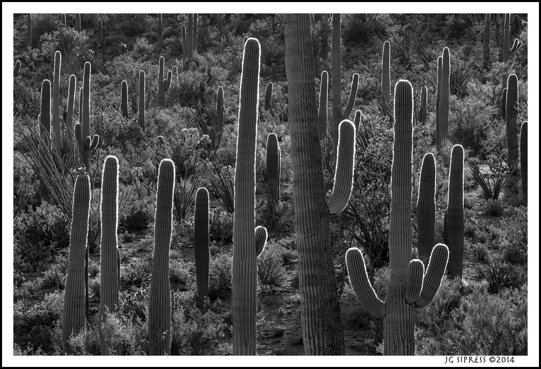 morningcactus1bw.jpg