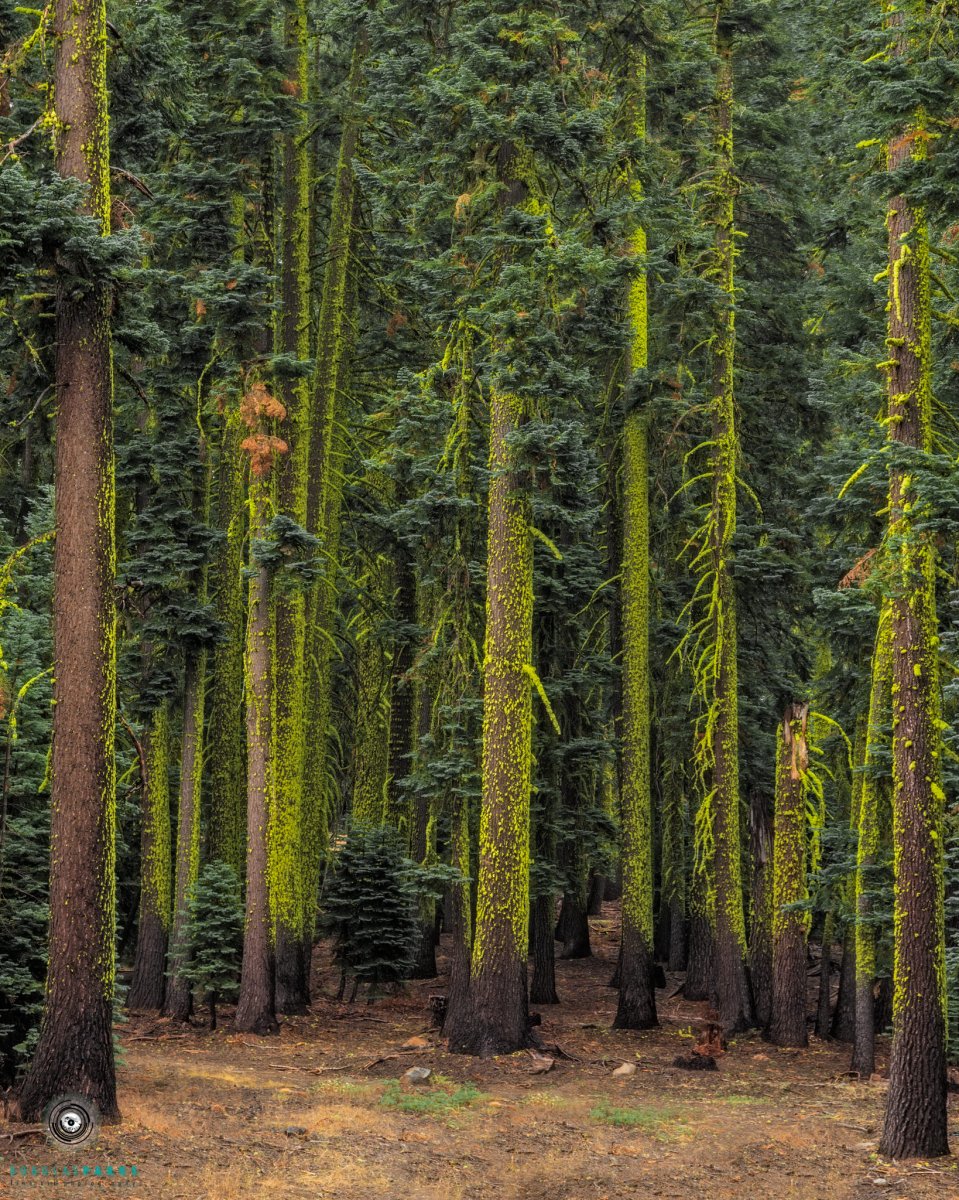 Moss amongst the pines.jpg