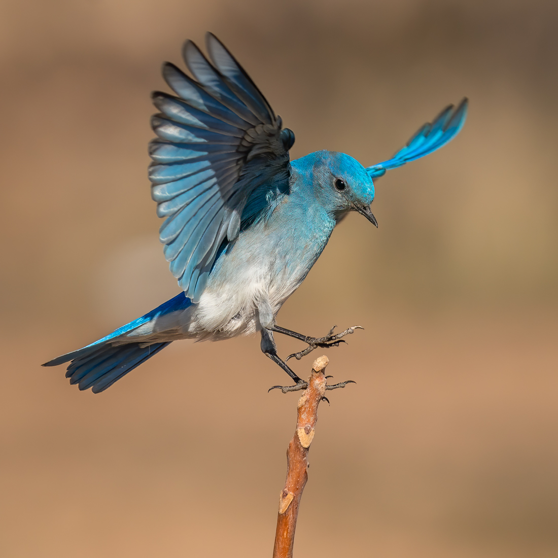 Mountaiin Bluebird-9574-Edit-Edit.jpg