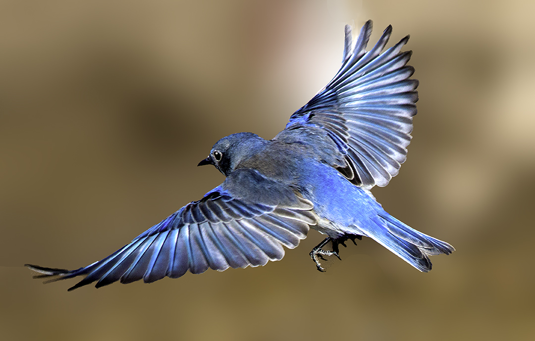 Mountain Bluebird in flght.jpg