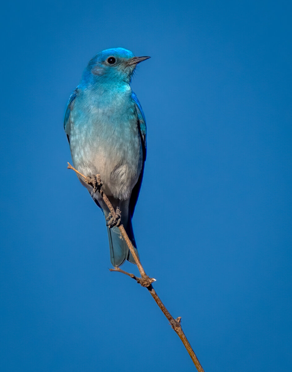 Mountain Bluebird-.jpg