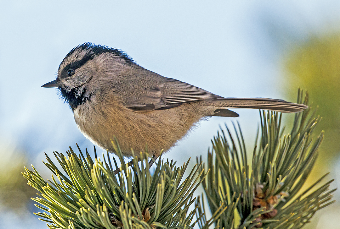 Mountain Chickadee (1 of 1).jpg