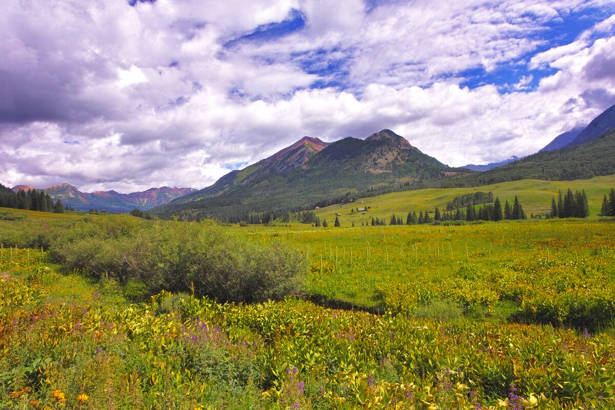 Mountain Flowers.jpg