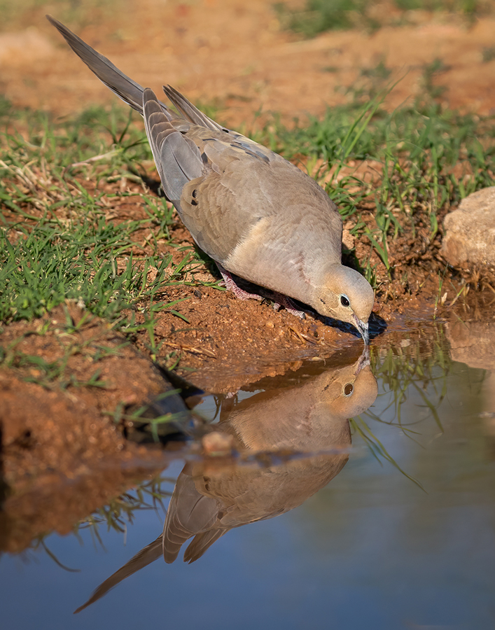 Mourning dove-2463-Edit.jpg