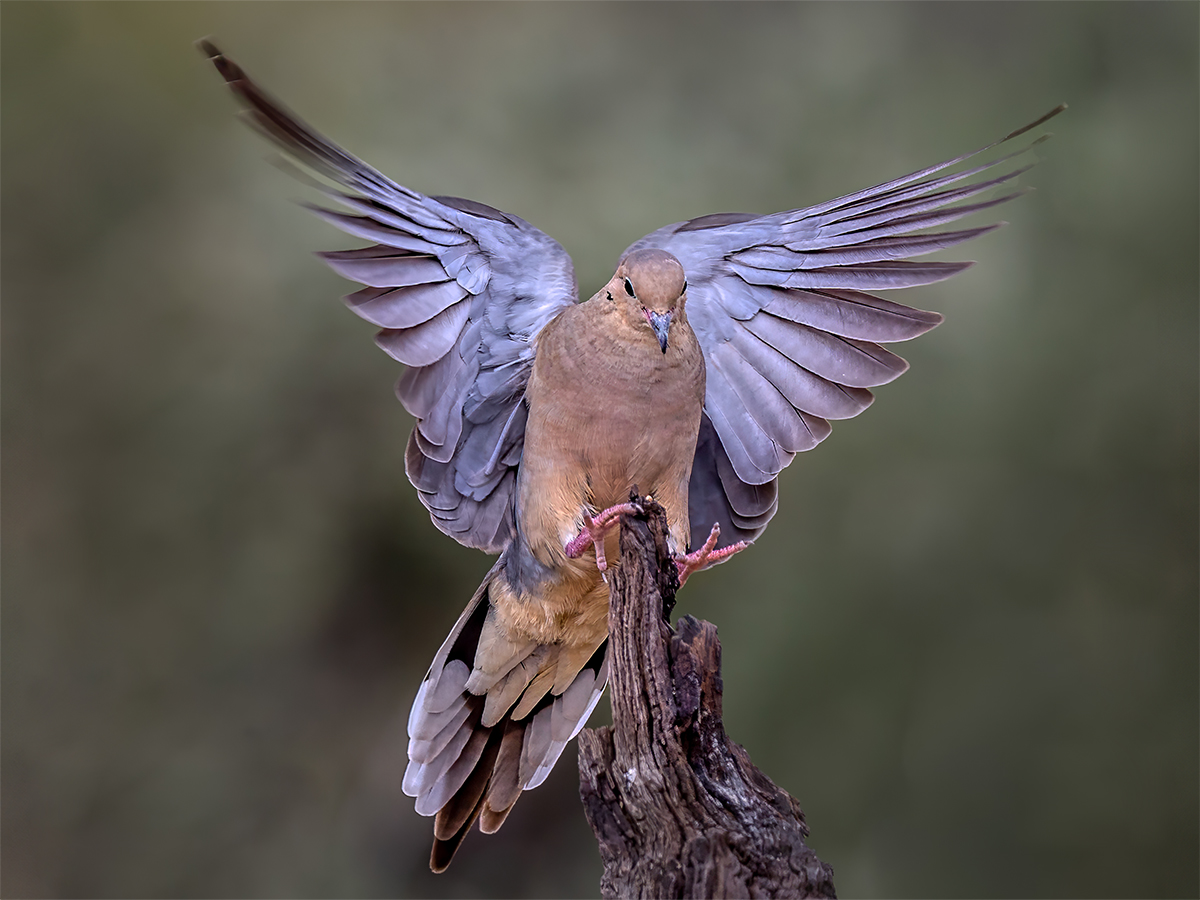 Mourning dove, Arizona.jpg