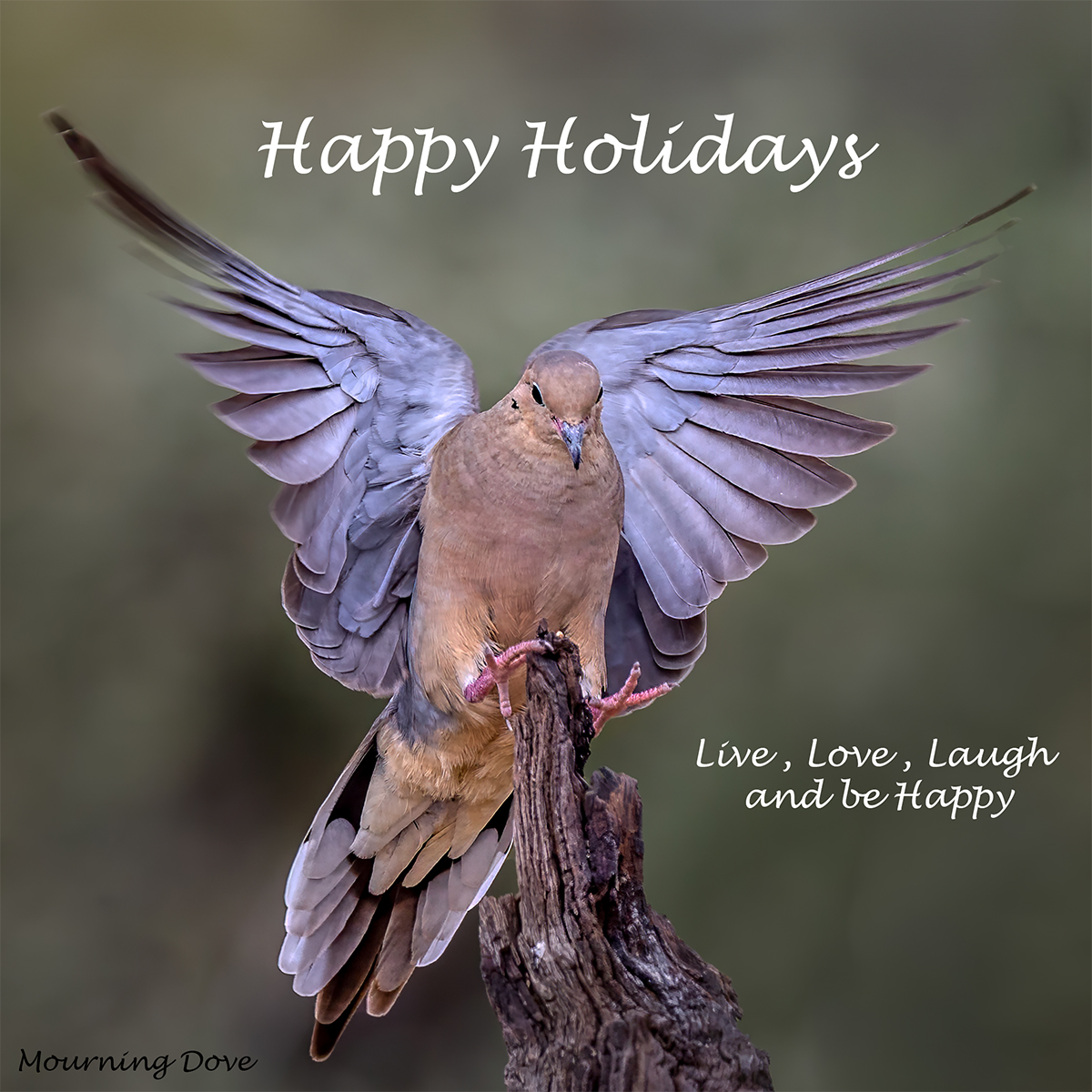 Mourning Dove Card.jpg