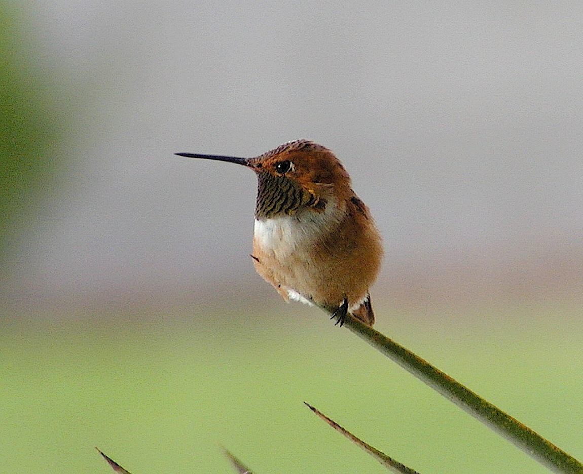 MrRufous.jpg