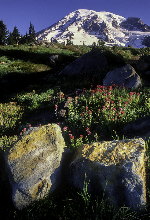 mt rainier shadws.jpg