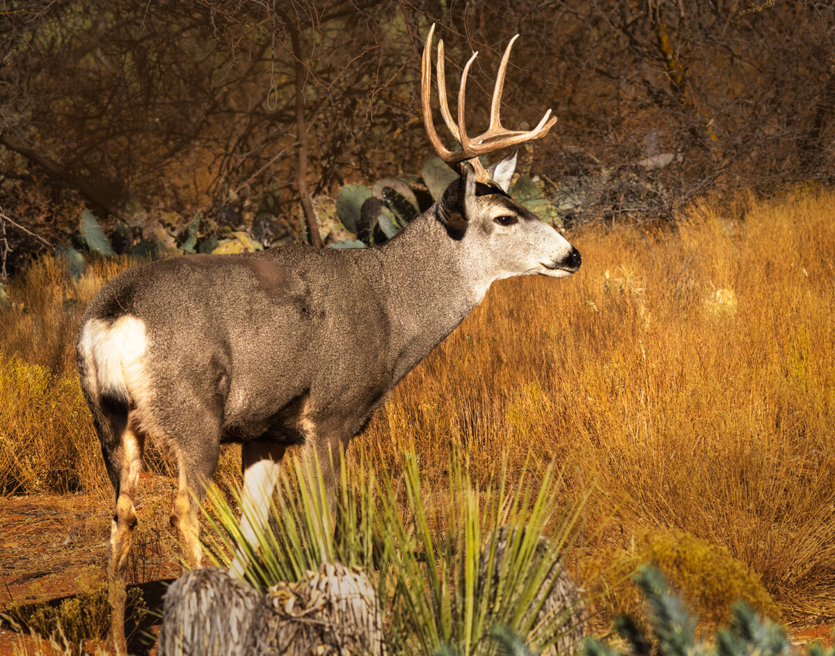 Mule Deer-5901-Edit.jpg