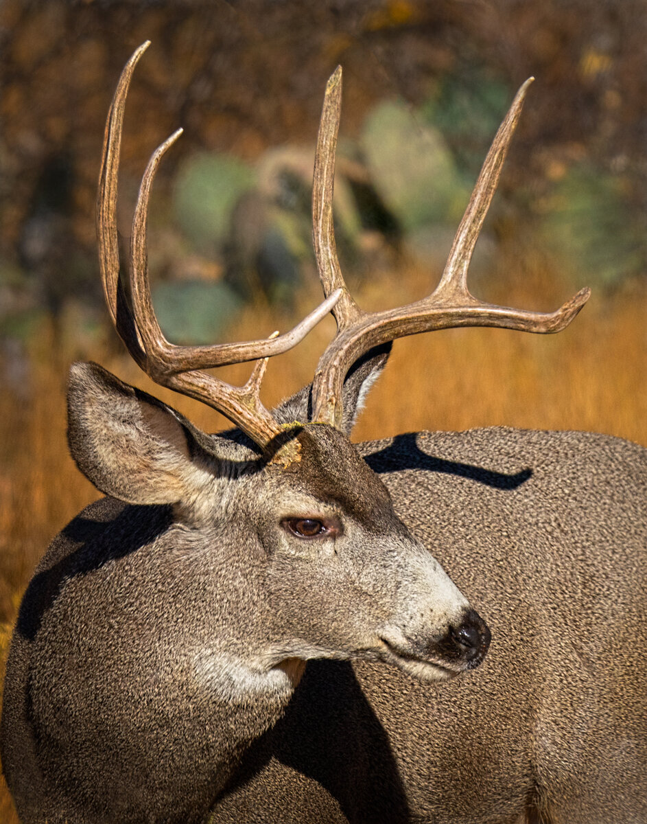 Mule Deer-5977-Edit.jpg
