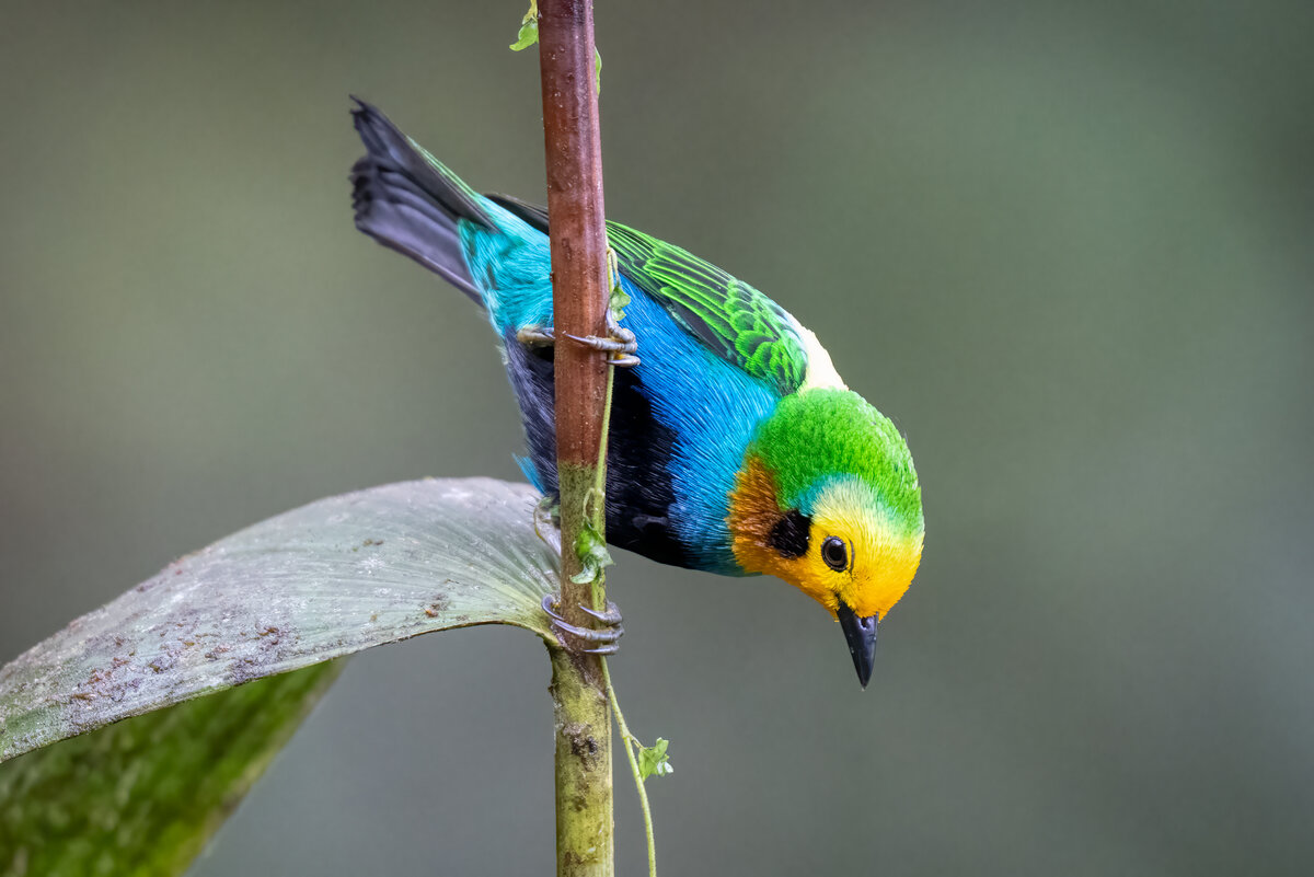 Multicolored Tanager-00034-Edit.jpg