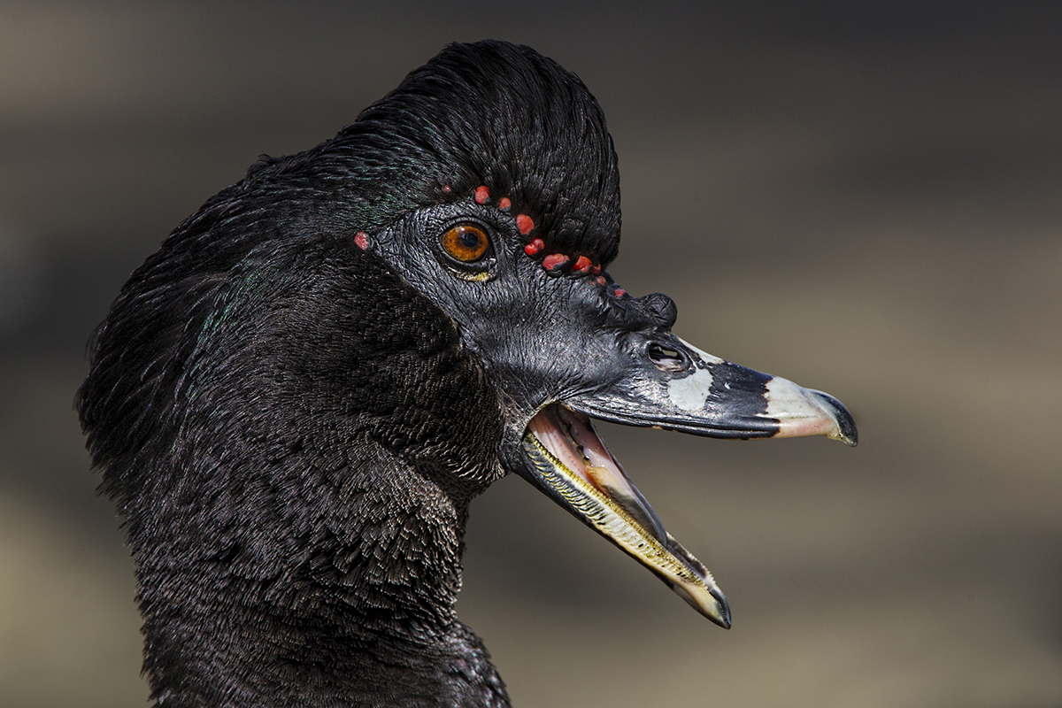 Muscovy Duck headshot.jpg